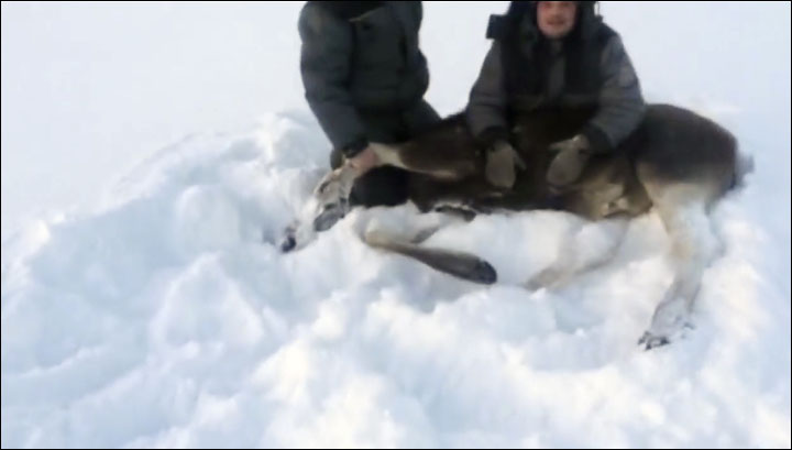 Web outrage over cruel snowmobile chase of moose 'in Magadan region'