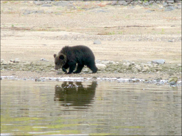 Heartbreaking moment a bear mother leaves her cubs to make their own way in the world