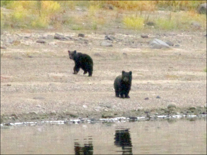 Heartbreaking moment a bear mother leaves her cubs to make their own way in the world