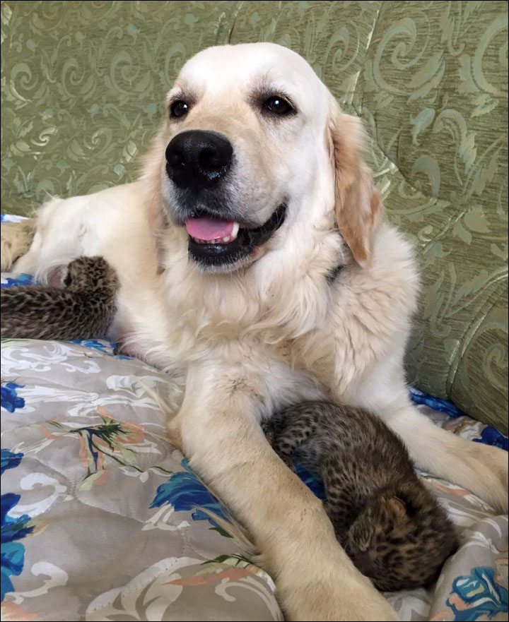 Mother-dog and kittens