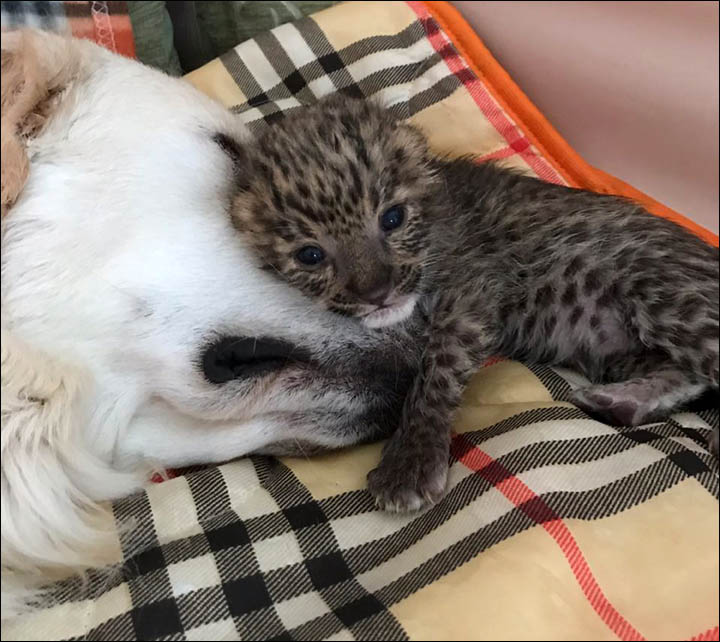 Mother-dog and kittens