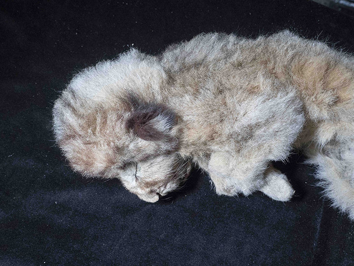 Sparta cave lion cub