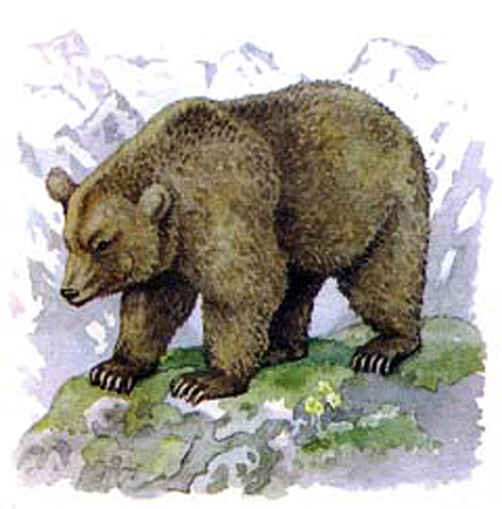 Picture of the bear