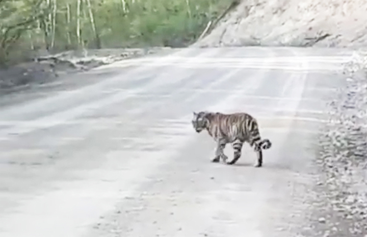 Amur tigress who came out to people to seek help might be a pet who escaped owners or was thrown out 