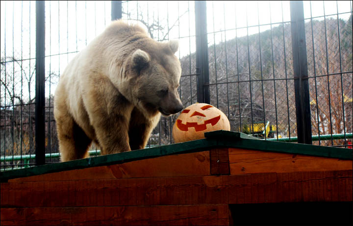 Pamir bear with the pumpkin