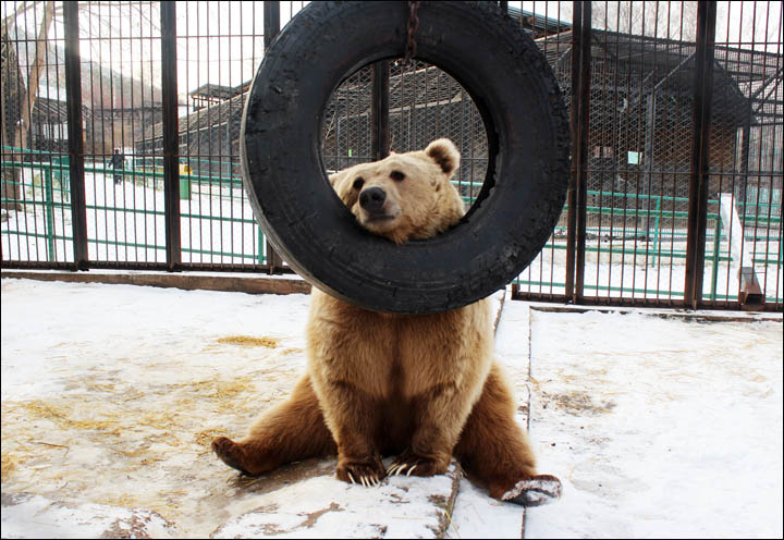 Pamir bear plays with tire