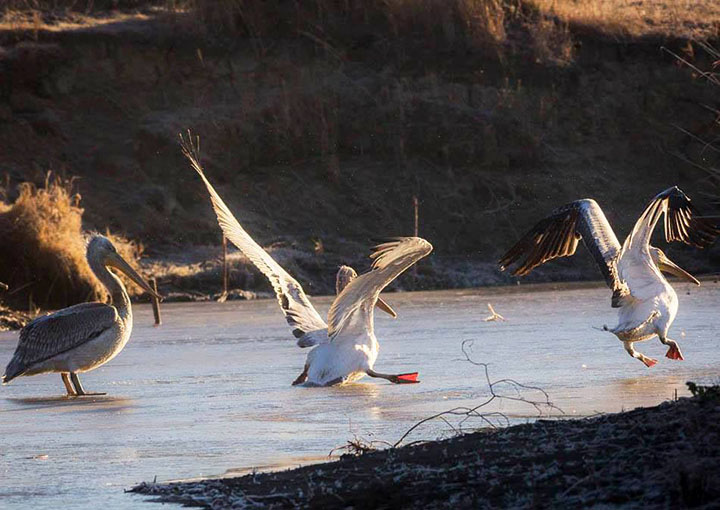 Dalmatian pelicans that took a wrong turn to freezing Siberia - in winter - released back to wild 