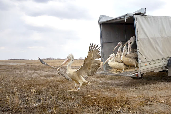 Dalmatian pelicans that took a wrong turn to freezing Siberia - in winter - released back to wild 