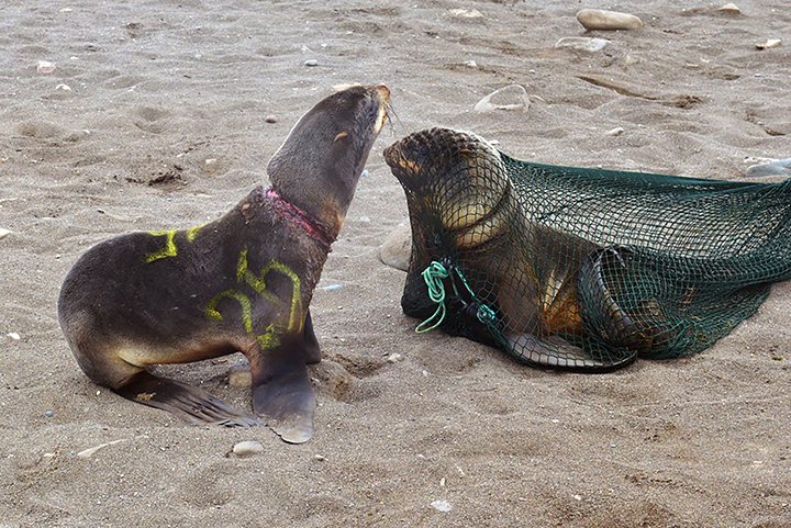 Saving our Seals - 28 sea mammals rescued after becoming trapped in plastic junk