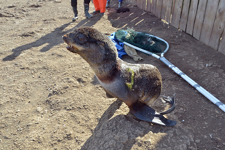 Saving Our Seals - 28 sea mammals rescued after becoming trapped in plastic  junk