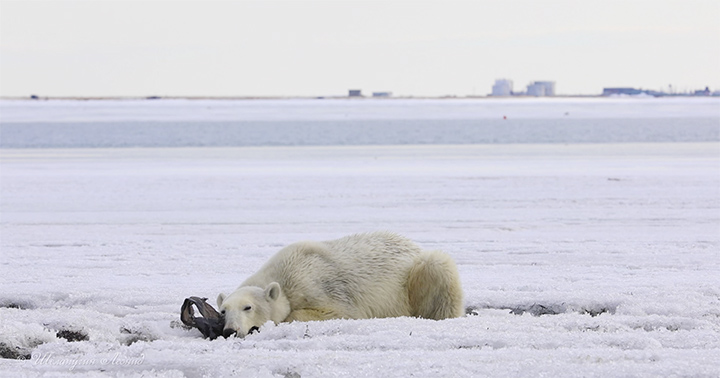 Polar bear sleeps on plastic bag