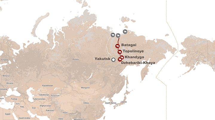 Polar bear that walked unprecedented 1,000 km south from Arctic habitat is caught in Yakutia 