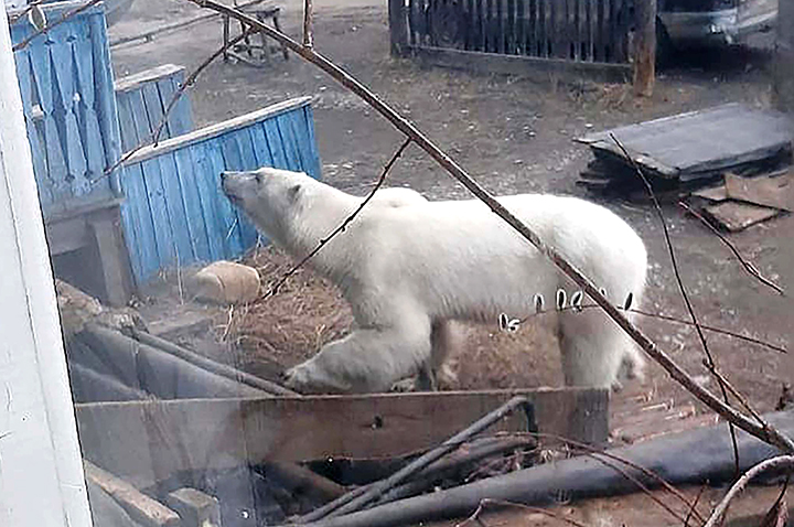 Polar bear that walked unprecedented 1,000 km south from Arctic habitat is caught in Yakutia 