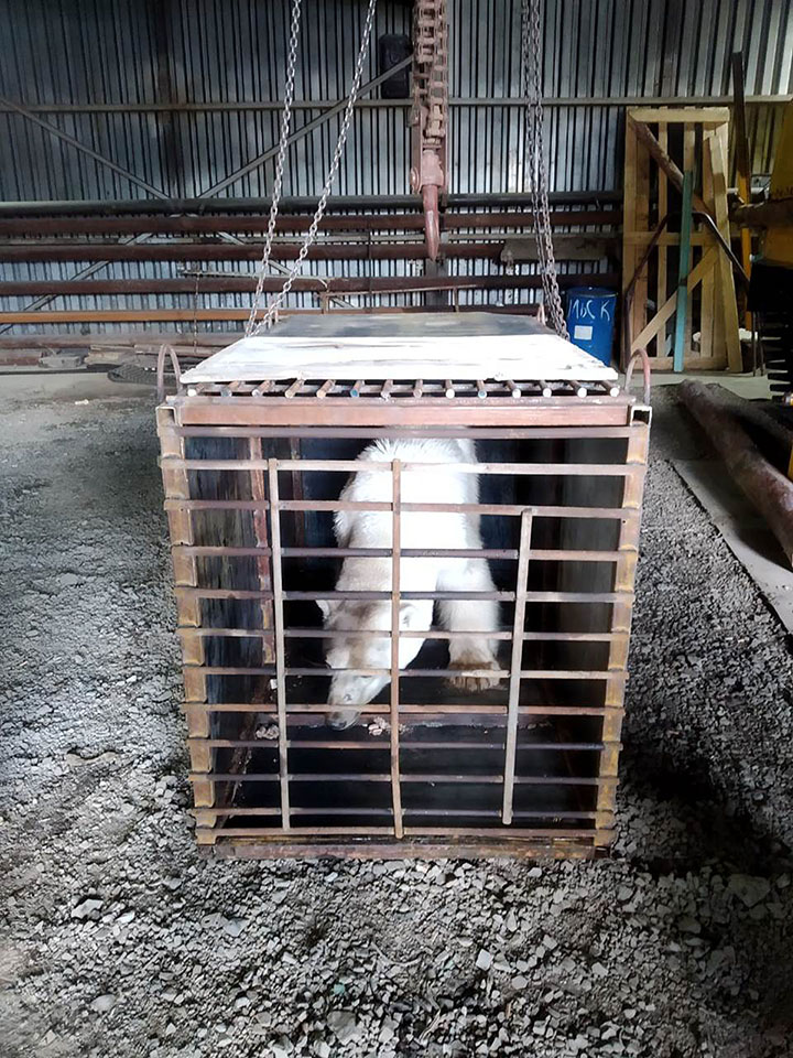 Caught! The Norilsk polar bear needs urgent medical help, say experts