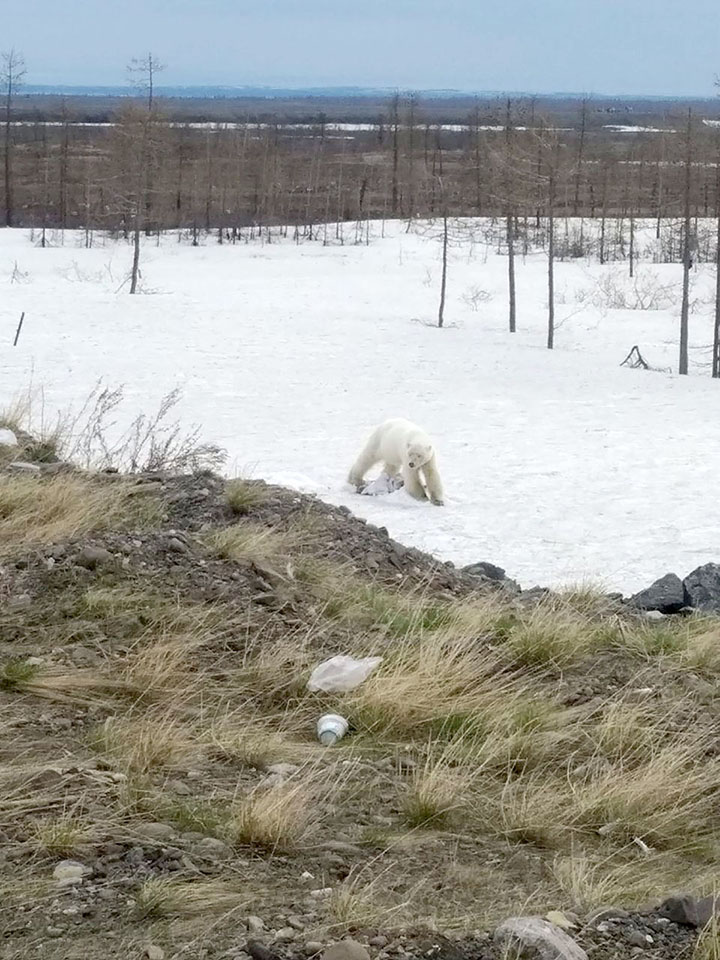 Caught! The Norilsk polar bear needs urgent medical help, say experts
