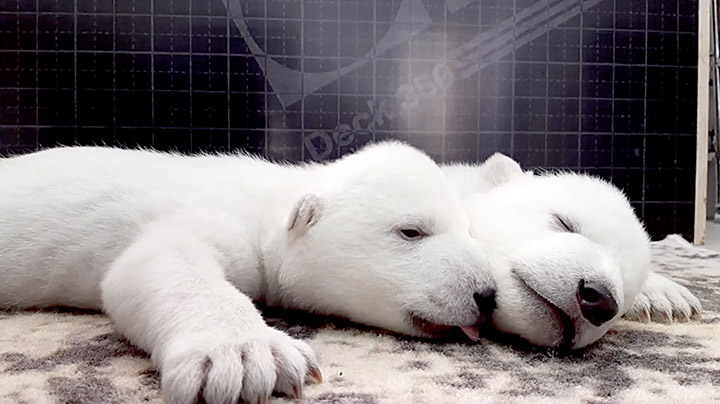 Manucures, massages, lait chaud et soins 24/7 pour élever des oursons polaires dont la mère les a rejetés 