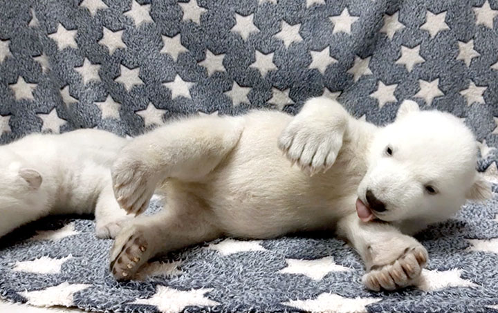 Manucures, massages, lait chaud et soins 24/7 pour élever des oursons polaires dont la mère les a rejetés 
