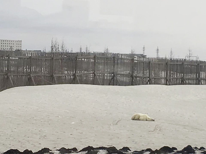 Polar bear in Norilsk