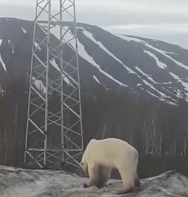 Polar bear in Norilsk
