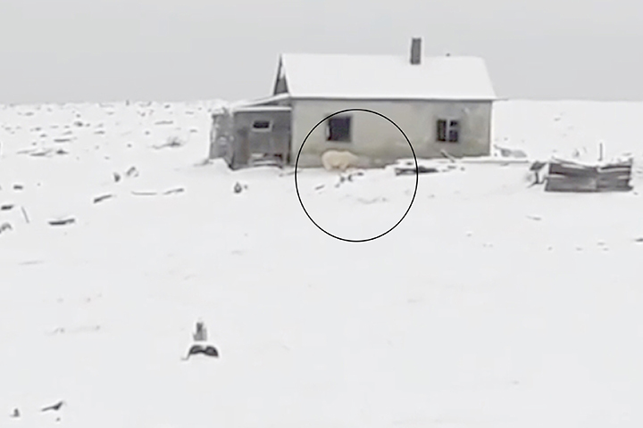 25 polar bears plus cubs besiege village of Ryrkaypiy in Chukotka
