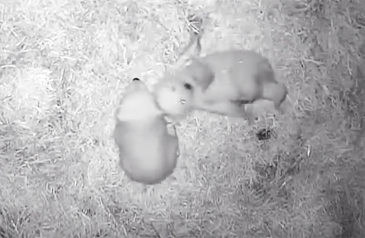 Double joy as polar bear family welcomes two tiny cubs in Novosibirsk 