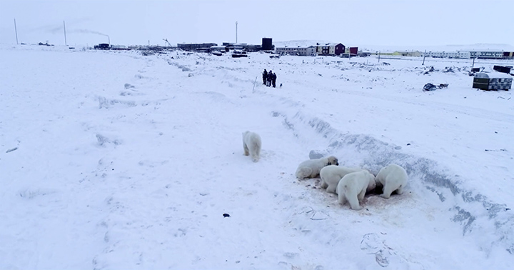 Bears approached close to the village