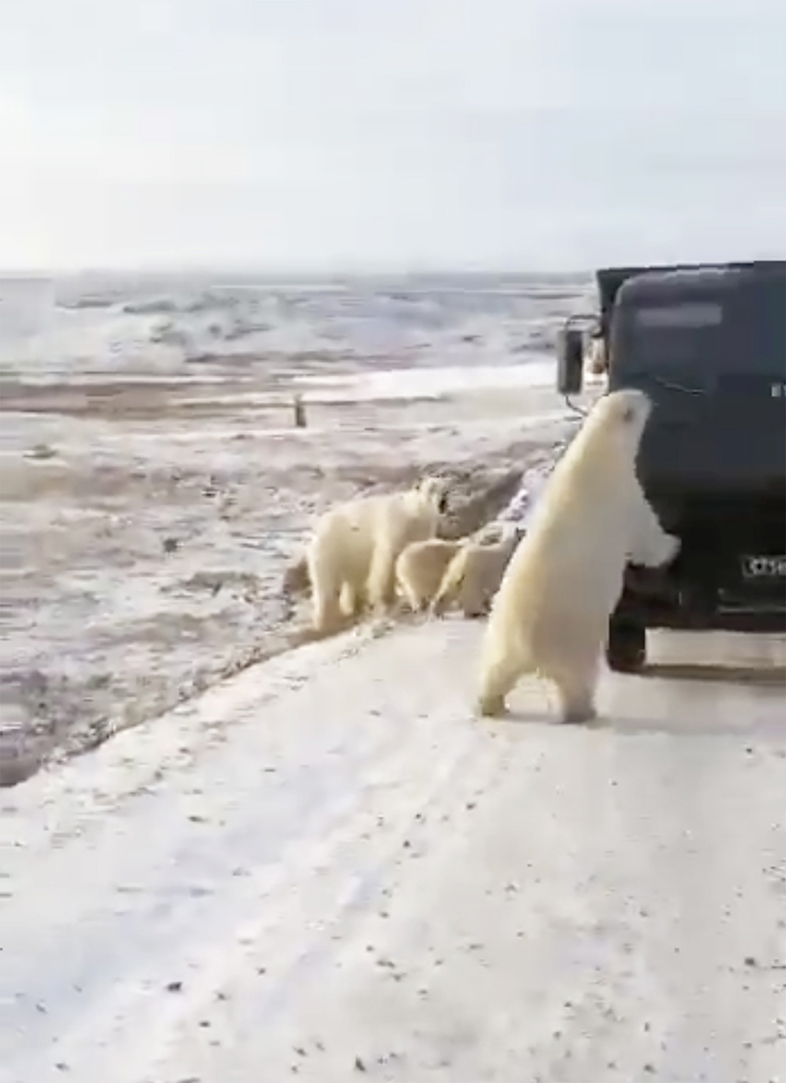 Ten polar bears - six adults and four cubs - besiege a stalled rubbish truck in Russian Arctic 