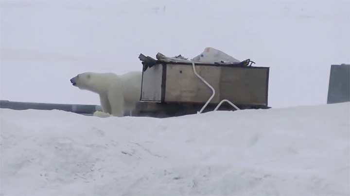 Polar bear at the trash bin