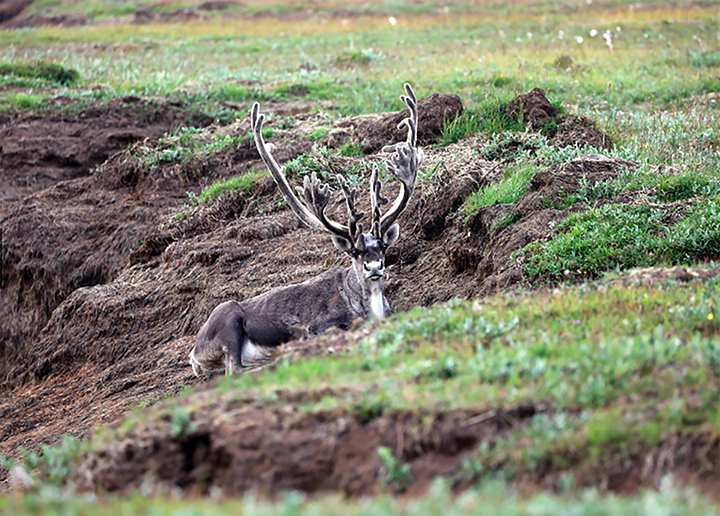 Northern reindeer that roamed Taymyr peninsula are at the brink of extinctionqNorthern reindeer that roamed Taymyr peninsula are at the brink of extinction
