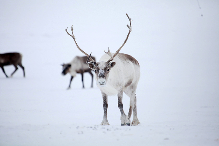 Northern reindeer that roamed Taymyr peninsula are at the brink of extinction