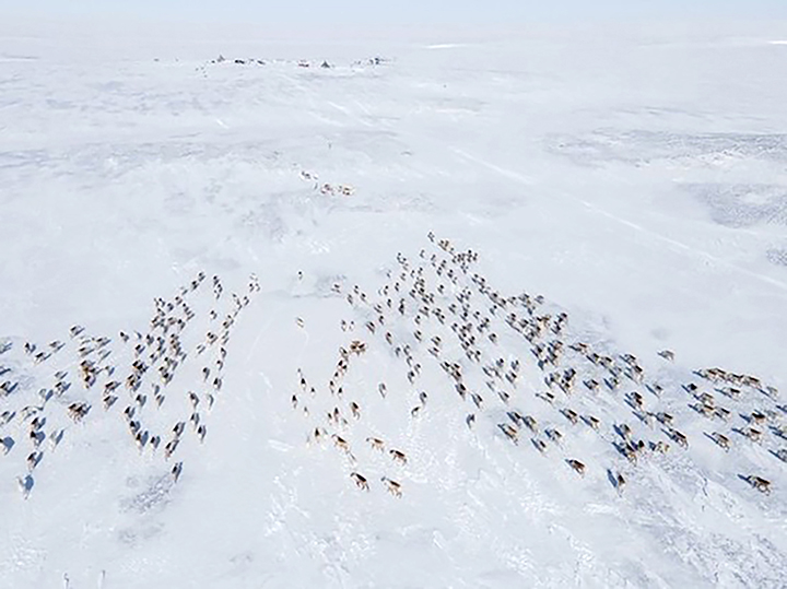 Mass deaths of reindeer on Yamal peninsula linked to climate change, scientists believe 