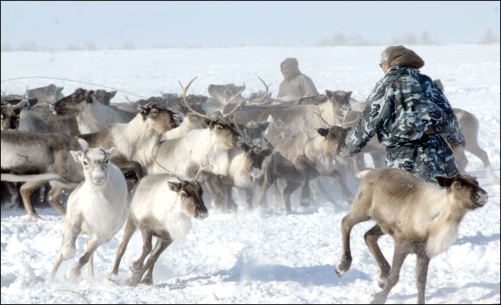 Mass reindeer deaths if no early warning system for 'climate change' freak freezes  