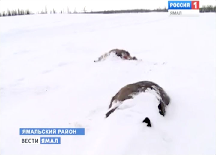 Mass reindeer deaths if no early warning system for 'climate change' freak freezes  
