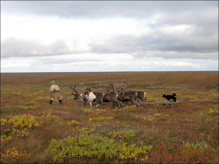 Beware of action that would put age-old tundra nomadism at risk in Yamal, says expert