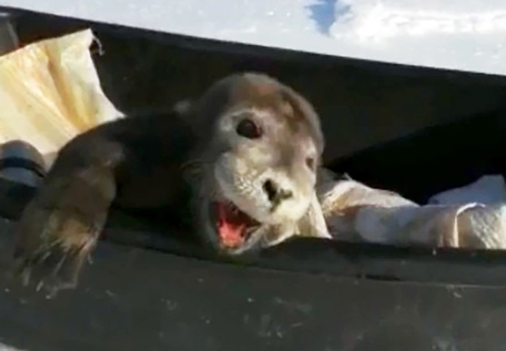 Crying baby seal ‘rescued’ by fishermen dies as ecologists beg to never touch young pups