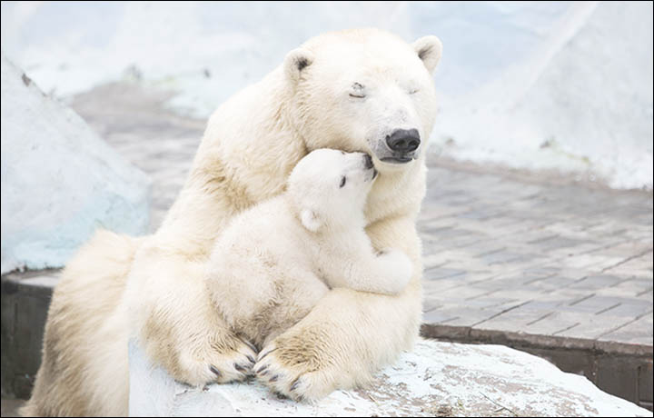 Polar bears in Novosibirsk zoo
