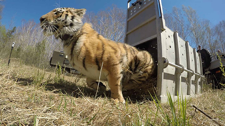 Rare Amur tigress is back to nature after a year at rehabilitation centre 