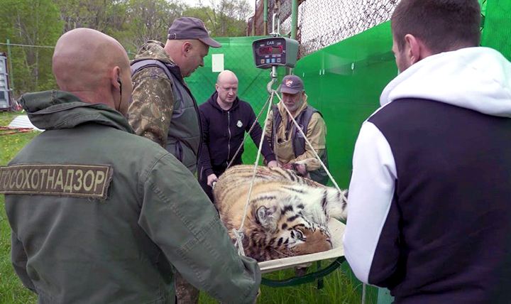 Rare Amur tigress is back to nature after a year at rehabilitation centre 