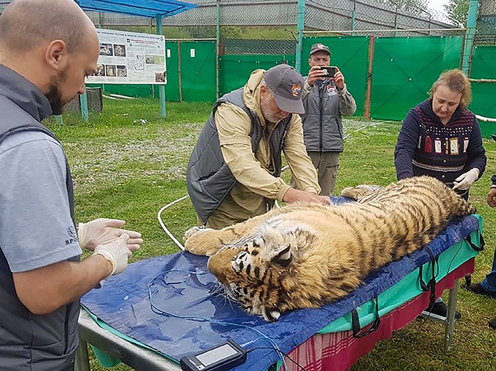 Rare Amur tigress is back to nature after a year at rehabilitation centre 