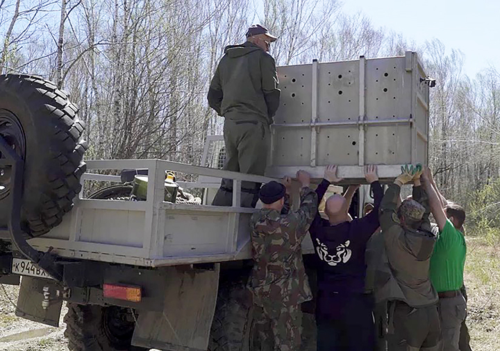 Rare Amur tigress is back to nature after a year at rehabilitation centre 