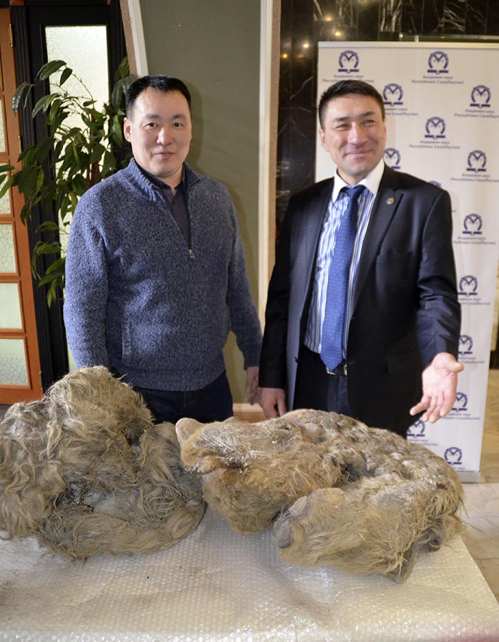Lifelike again after 34,000 years, the world’s only baby woolly rhino