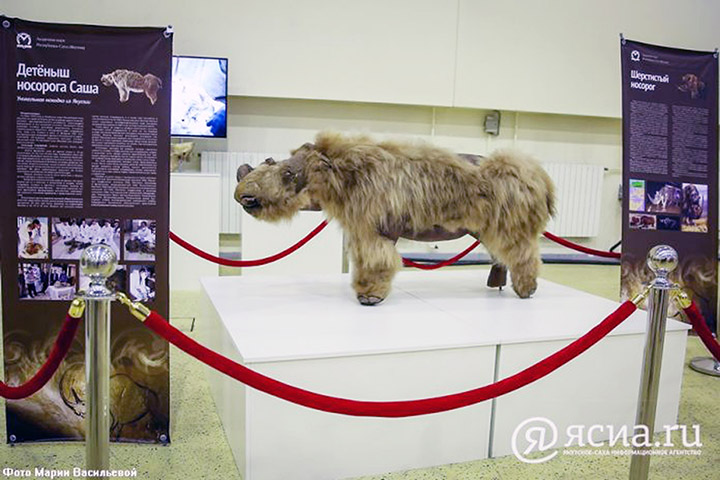 Lifelike again after 34,000 years, the world’s only baby woolly rhino
