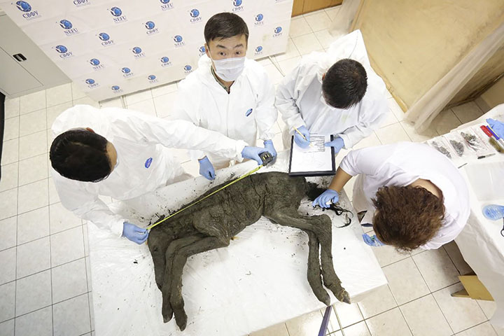 Semyon Grigoryev, scientist captivated by the dream of cloning woolly mammoths back to life