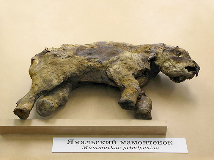 The newly discovered Yamal woolly mammoth was 3-metres-tall male, aged from 15-to-20 years 