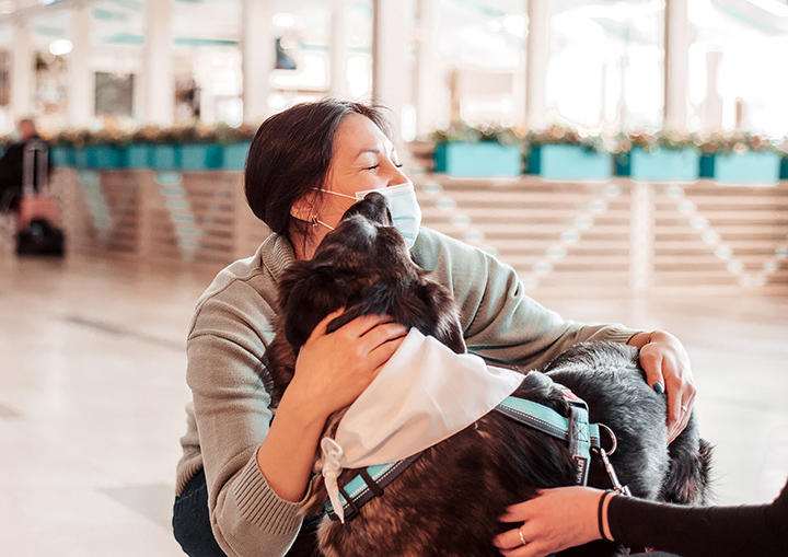 Stray dogs to provide emotional support for nervous air passengers