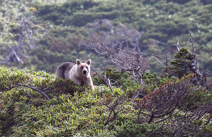 New pictures show how brown bears turn white ‘due to inbreeding’ on remote island 