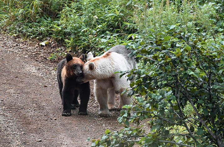 New pictures show how brown bears turn white ‘due to inbreeding’ on remote island 