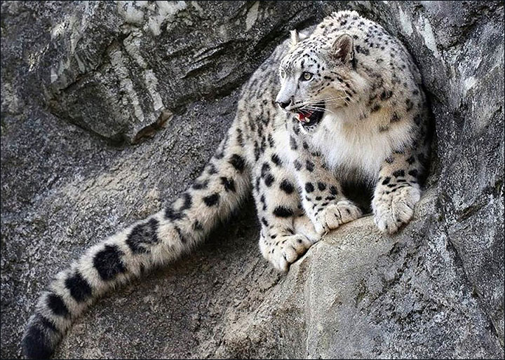 snow leopard roars Siberia