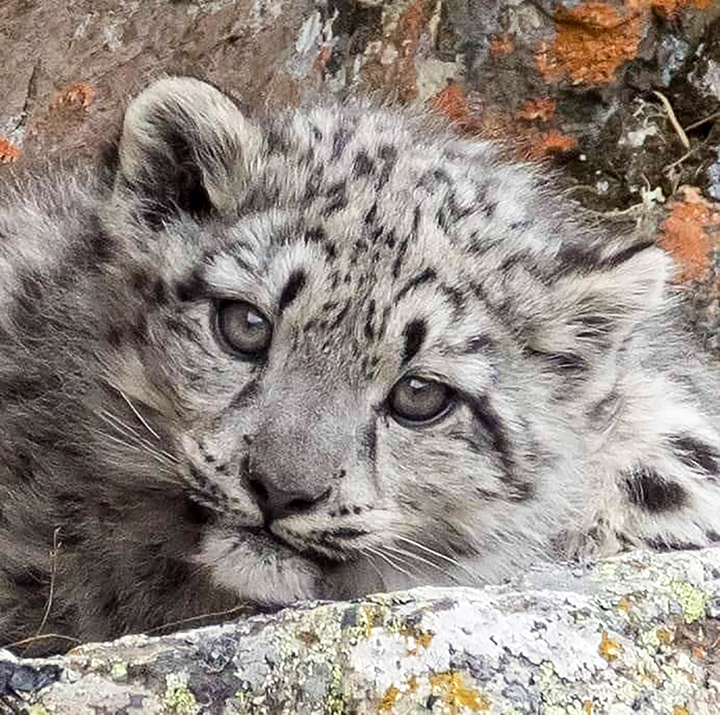 Hero snow leopard mother with four cubs pictured in Mongolia 