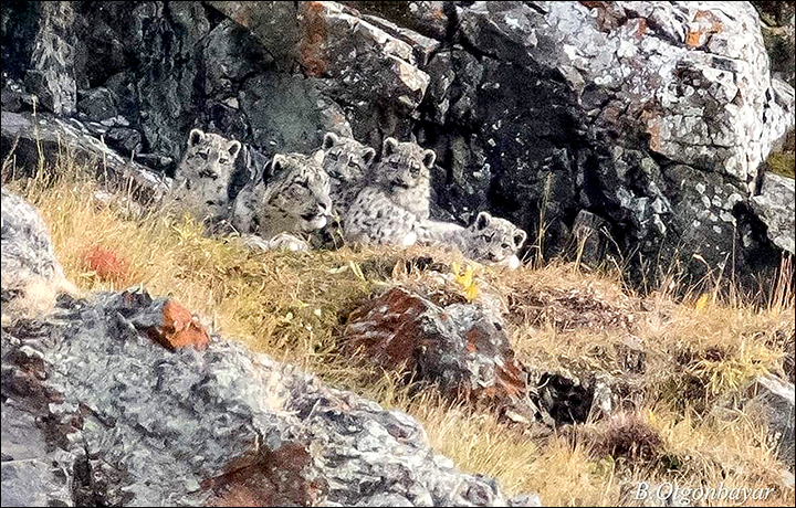 Hero snow leopard mother with four cubs pictured in Mongolia 